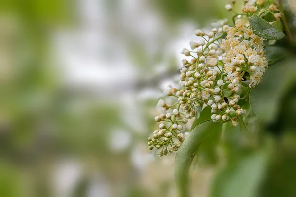 Detailní Záběr Kvetoucí Bílé Květy Prunus Padus Známé Jako Pták — Stock fotografie
