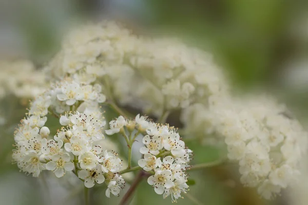 Divoký Sorbus Červená Rowan Horský Jasan Kvetou Jaře Krásná Něžná — Stock fotografie