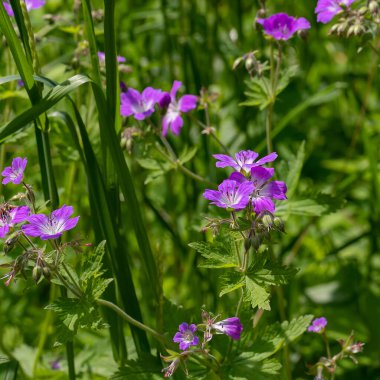 Çiçekli orman tıbbi bitki sardunyası. Bu bitkinin Latince adı Geranium pratense. Yeşil çimenlerin arasında küçük pembe yabani çiçeklerin arka planı.