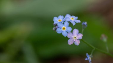 Botanik tasarımın için küçük orman çiçeklerine yakın çekim. Bahar, yaz, kadınlar günü, sevgililer günü, düğün, tatil, doğum günü konsepti. Afişler, kartlar, posterler için makro fotoğraf.