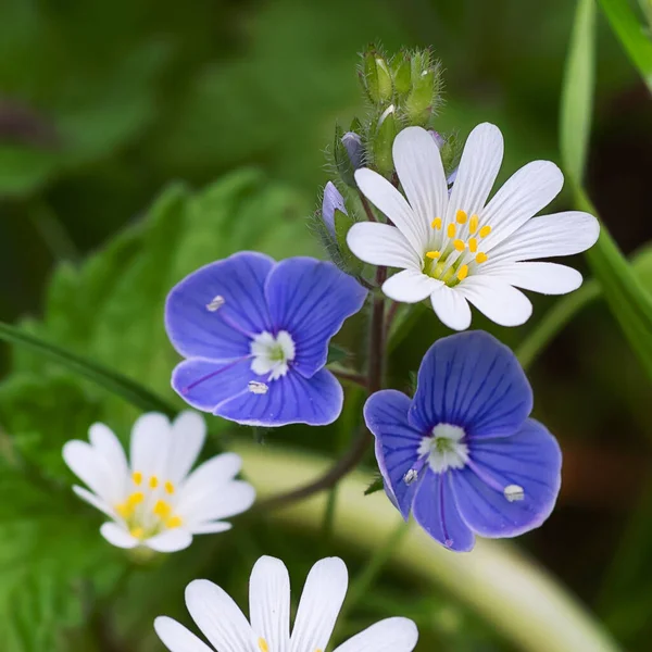 Detailní Záběr Malých Lesních Květin Pro Váš Botanický Design Koncept — Stock fotografie