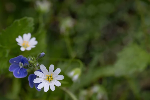 Botanik Tasarımın Için Küçük Orman Çiçeklerine Yakın Çekim Bahar Yaz — Stok fotoğraf