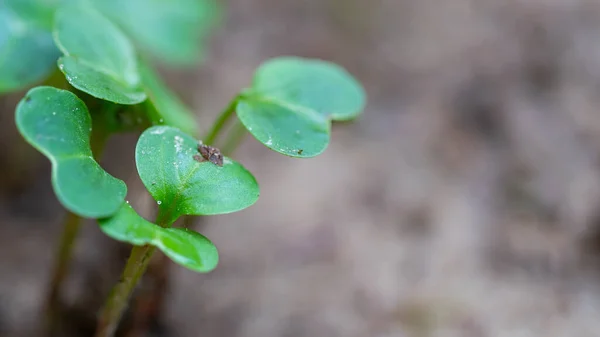 Close Salad Microgreens Green Leaves Stems Sprouting Microgreens Seed Germination — Stock Photo, Image
