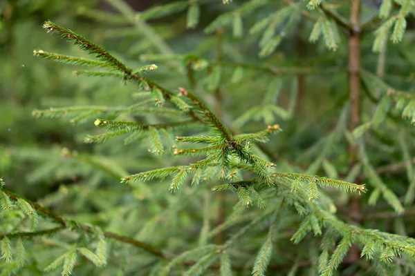 Jonge Groene Sparren Takken Naalden Close Selectieve Focus Natuurlijke Achtergrond — Stockfoto