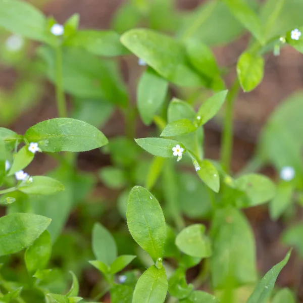 Close Picture Green Plants Small Tiny White Flowers Blossom Spring — Stock Photo, Image
