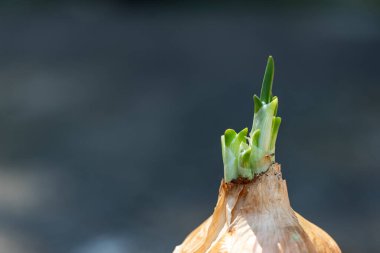 Ampulden yeşil soğanlar filizleniyor. Gri arka planda seçici bir odak noktası var. Küçük yeşil soğan yaprakları. Bahar konsepti