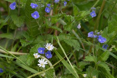 Botanik tasarımın için küçük orman çiçeklerine yakın çekim. Bahar, yaz, kadınlar günü, sevgililer günü, düğün, tatil, doğum günü konsepti. Afişler, kartlar, posterler için makro fotoğraf.