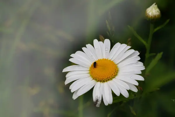 Daisy Flower Banner Green Background Medicinal Plants Herbs Banner Camomile — Stock Photo, Image