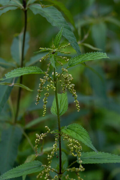 Close up of stinging nettle - urtica plant and leaves,concept of medicinal plants and herbs. Selective focus