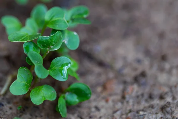 Close Salad Microgreens Green Leaves Stems Sprouting Microgreens Vegan Healthy — Stock Photo, Image