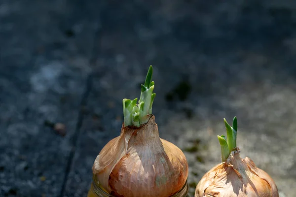 Green Onions Sprouting Bulb Selective Focus Gray Background Little Leaves — Stock Photo, Image