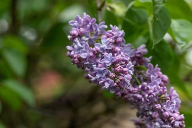 Bahar mor leylak çiçeklerinin makro görüntüsü, soyut yumuşak çiçek arkaplanı. Tasarım için bahar ya da tatil romantik arkaplanı, kopyalama alanı.