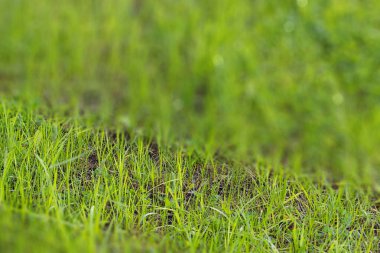 Yeşil çimen arka plan dokusu. Tasarım elementi.
