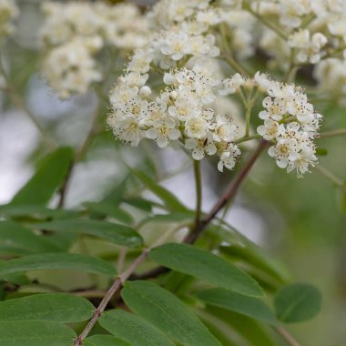 Vahşi Sorbus, Kızıl Rowan ve dağ dişbudak ağacı baharda çiçek açar. Güneşli bir günde güzel, yumuşak bir çiçek. Taze yeşillik. Romantik doğal çiçek arkaplanı. Canlı renklerde..