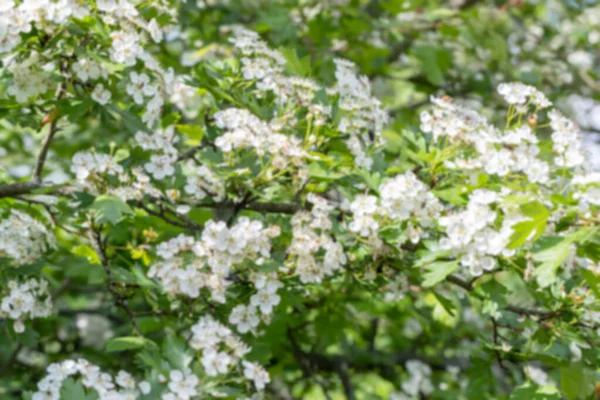 Větvička Bílých Květin Kvetoucí Crataegus Monogyna Květinový Hloh Kvetoucí Strom — Stock fotografie