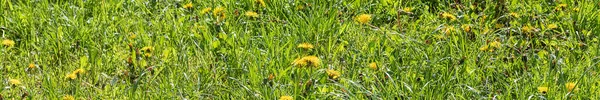 黄色のタンポポが咲く自然背景 夏の草原にタンポポの花 バナーだ コピースペース — ストック写真