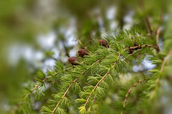 Ginepro Albero Texture Sfondo Sfondo Modello Ramo Ginepro Vicino Evergreen — Foto Stock