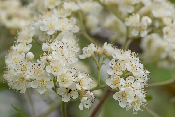 Divoký Sorbus Červená Rowan Horský Jasan Kvetou Jaře Krásná Něžná — Stock fotografie