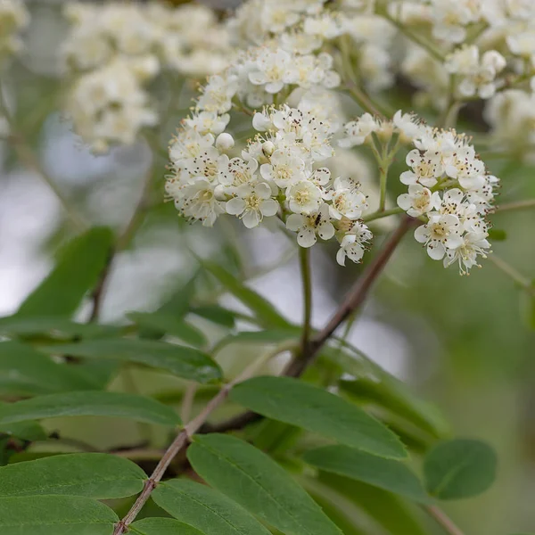 Wildsorbus Eberesche Und Eberesche Blühen Frühling Schöne Zarte Blume Einem — Stockfoto