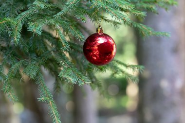 Yansımalı kırmızı Noel topları Noel ağacının yeşil dallarını süslüyor. Kış tatili Metin için boşluğu olan Xmas teması