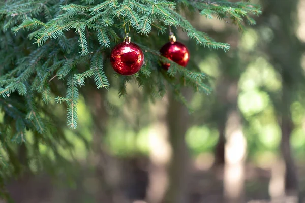 Czerwone Kulki Świąteczne Odbiciem Ozdobić Zielone Gałęzie Choinki Zimowe Wakacje — Zdjęcie stockowe