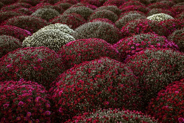 Herbst Hintergrund Mit Kopierraum Viele Chrysanthemen Blühen September Oktober November — Stockfoto
