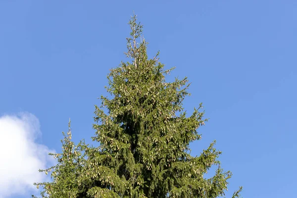 Toppen Gran Träd Med Massa Kottar Mot Blå Himmel — Stockfoto