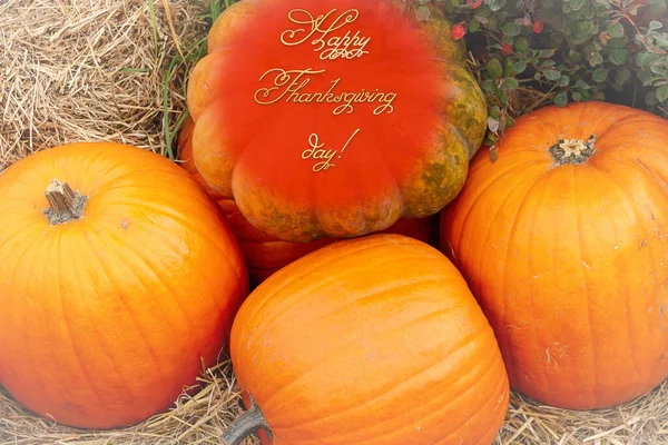 在秋天的南瓜背景 节日的问候 秋节假期 收获的时候 温馨的心情上 快乐的感恩节的文字签名 — 图库照片#