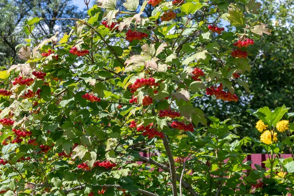 Czerwone Dojrzałe Jagody Viburnum Róża Gueldera Gałąź Czerwonego Wiburnum Ogrodzie — Zdjęcie stockowe