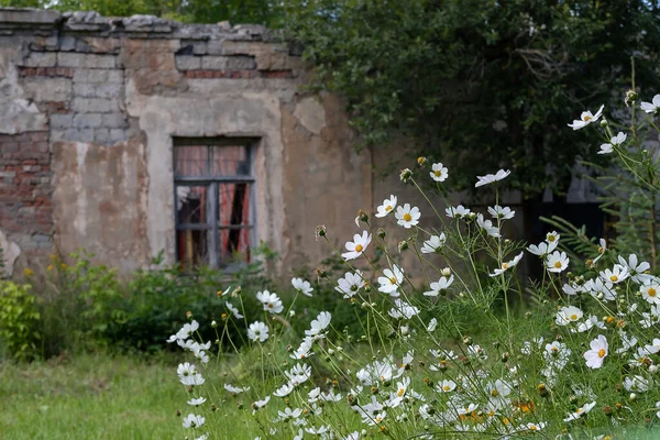 Ladrillo Abandonado Casa Fondo Flores Primer Plano Enfoque Selectivo —  Fotos de Stock