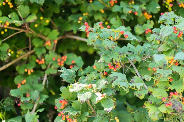 Rote Reife Beeren Von Viburnum Dollarrose Ein Zweig Des Roten — Stockfoto