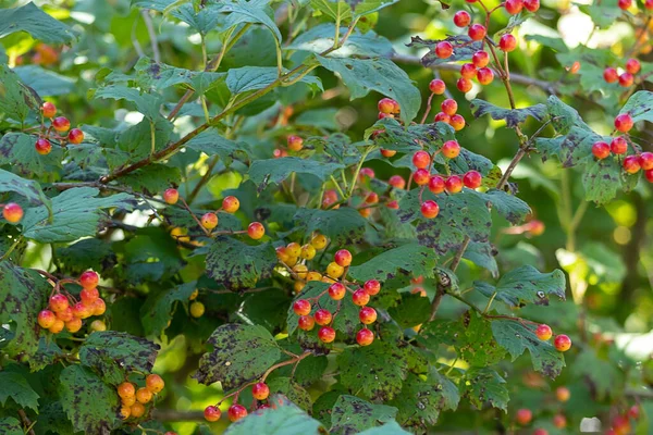 Viburnum Vörös Érett Bogyói Guelder Rózsa Egy Viburnum Vörös Ága — Stock Fotó