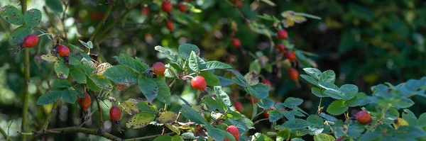 Primer Plano Las Bayas Rosa Perro Baya Cerda Roja Madura — Foto de Stock