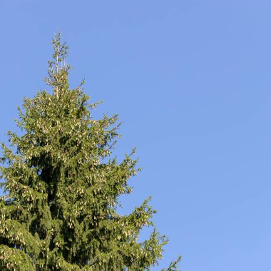 Mavi gökyüzüne karşı bir sürü koni olan bir ladin ağacının tepesi..