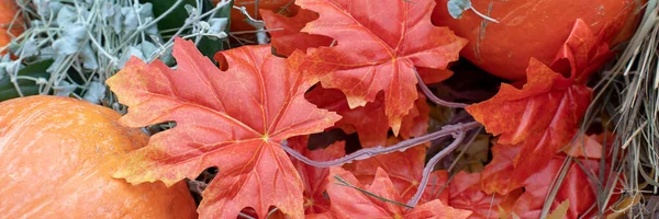 Feliz Dia Ação Graças Canadá Abóbora Laranja Fundo Folha Bordo — Fotografia de Stock