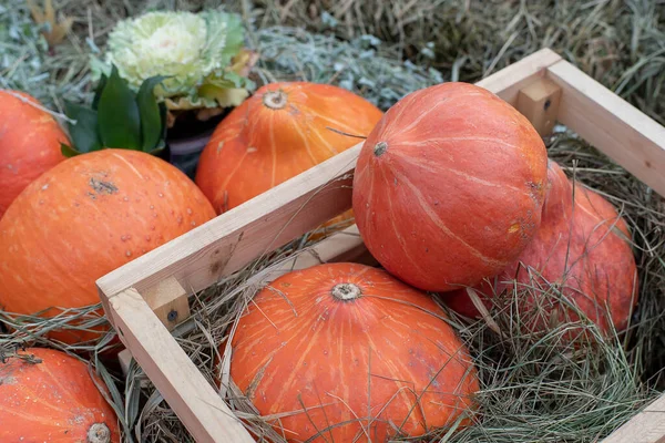 Harvest festival, bright orange pumpkins lie in a wooden box on the hay. Nature vegetable food agriculture harvest season. Thanksgiving, Halloween and autumn holiday concept