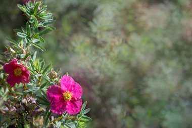 Bahçedeki pembe çiçeğin bulanık arkaplanı ve yatay çiçek posteri için yumuşak güneş ışığı. Kapatın çiçekleri yumuşakça açar yaz mevsiminde gündoğumunda