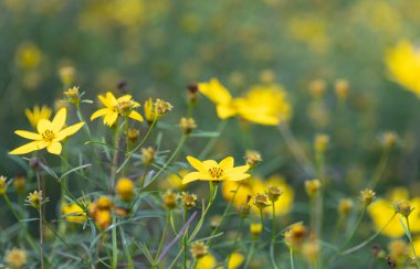Narin sarı çiçeklerin doğal çiçek arkaplanı. Çiçeklere odaklan