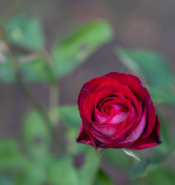 Bahçede büyük, sıcak kırmızı bir gül, yakın plan, seçici odaklanma. Tebrik etmek için kopya alanı olan çiçek arkaplanı