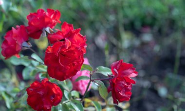 Bahçede büyük, sıcak kırmızı güller, yakın plan, seçici odaklanma. Tebrik etmek için kopya alanı olan çiçek arkaplanı