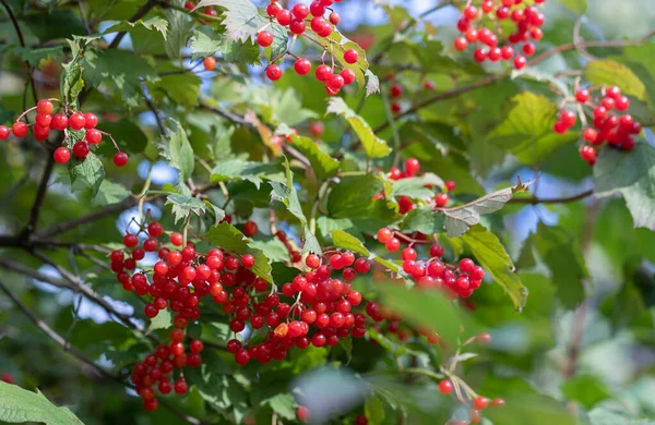 Las Bayas Rojas Del Viburno Rama Bayas Otoño Ricas Vitaminas — Foto de Stock