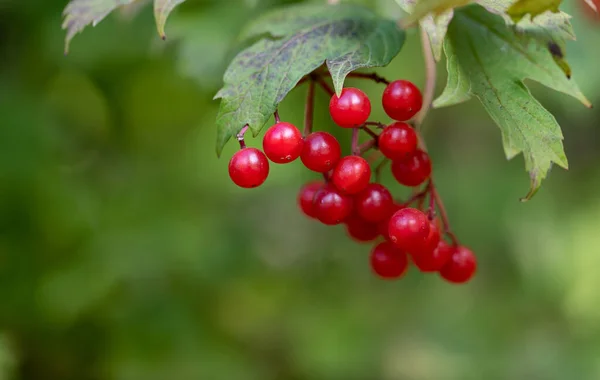Red viburnum berries on a branch. Autumn berries, rich in vitamins and minerals, are used in alternative medicine.