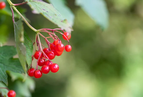 Red viburnum berries on a branch. Autumn berries, rich in vitamins and minerals, are used in alternative medicine.