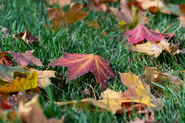 Żółty Klon Jesienny Liście Zielonym Trawniku Zbliżenie Selektywne Skupienie Kolor — Zdjęcie stockowe