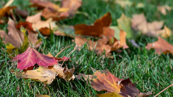 Żółty Klon Jesienny Liście Zielonym Trawniku Zbliżenie Selektywne Skupienie Kolor — Zdjęcie stockowe