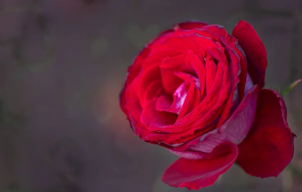 Große Heiße Rote Rose Garten Nahaufnahme Selektiver Fokus Floraler Hintergrund — Stockfoto