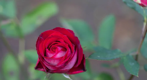 Große Heiße Rote Rose Garten Nahaufnahme Selektiver Fokus Floraler Hintergrund — Stockfoto
