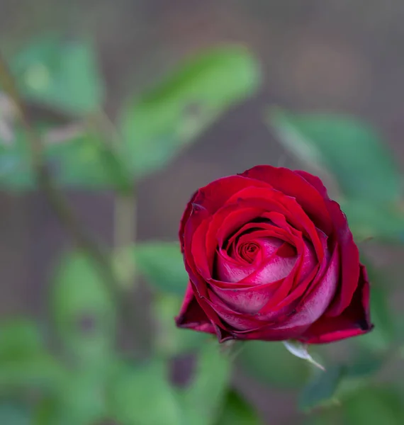 Große Heiße Rote Rose Garten Nahaufnahme Selektiver Fokus Floraler Hintergrund — Stockfoto