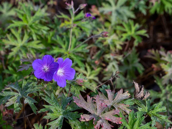 Uzun Ömürlü Sardunya Bahçesinin Narin Mavi Çiçekleri Bir Bahçe Merkezi — Stok fotoğraf