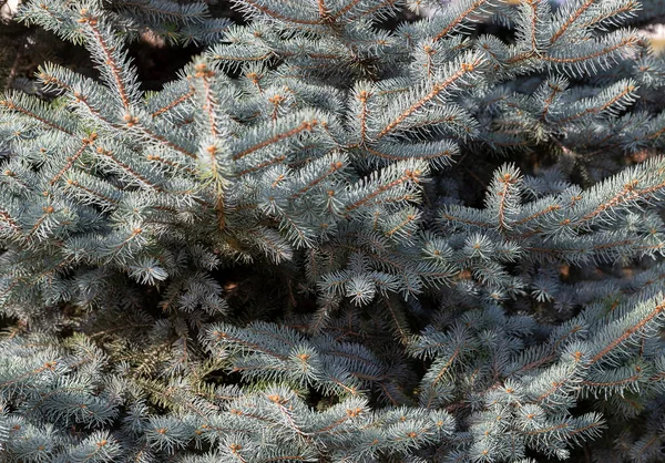 Close Van Blauwe Sparren Takken Voor Achtergrond Kerstvakantie Concept Selectieve — Stockfoto